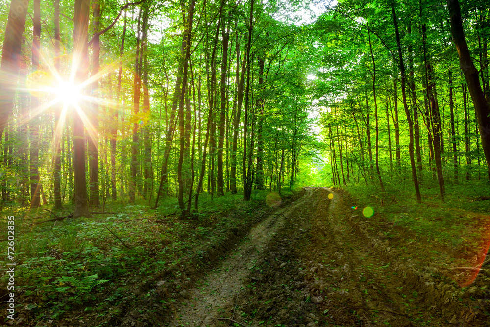 Obraz premium forest trees.