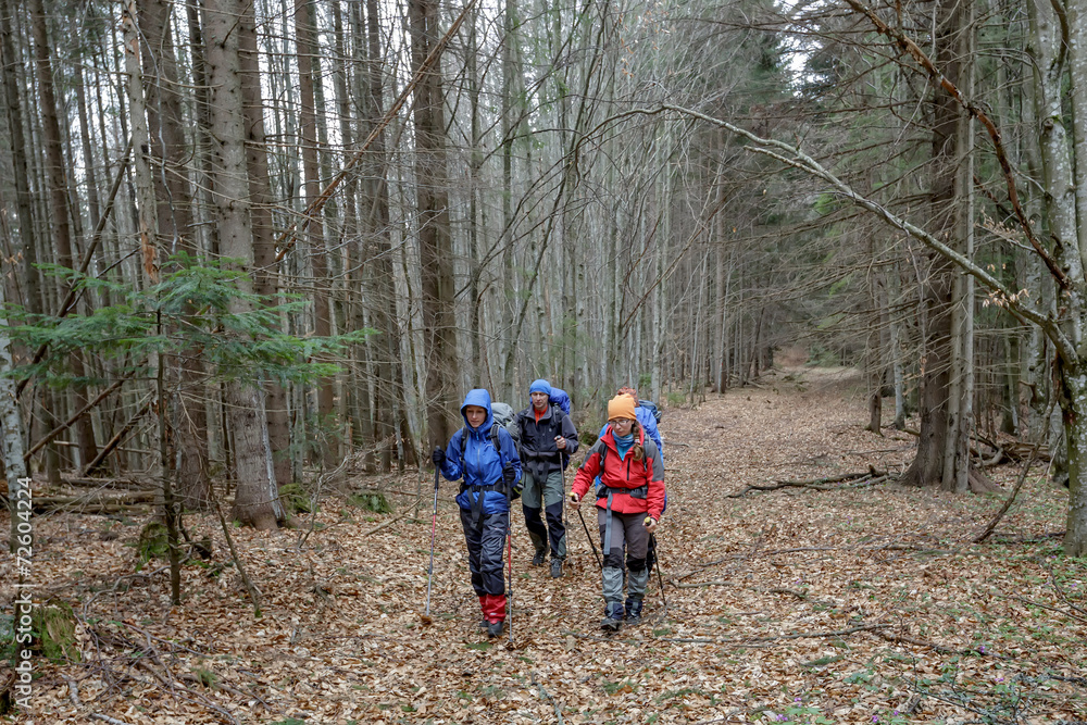 Fototapeta premium Group of hiker are walking in grey autumn forest