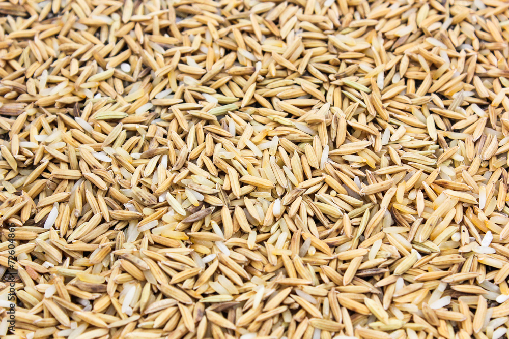 food rice seed paddy texture background
