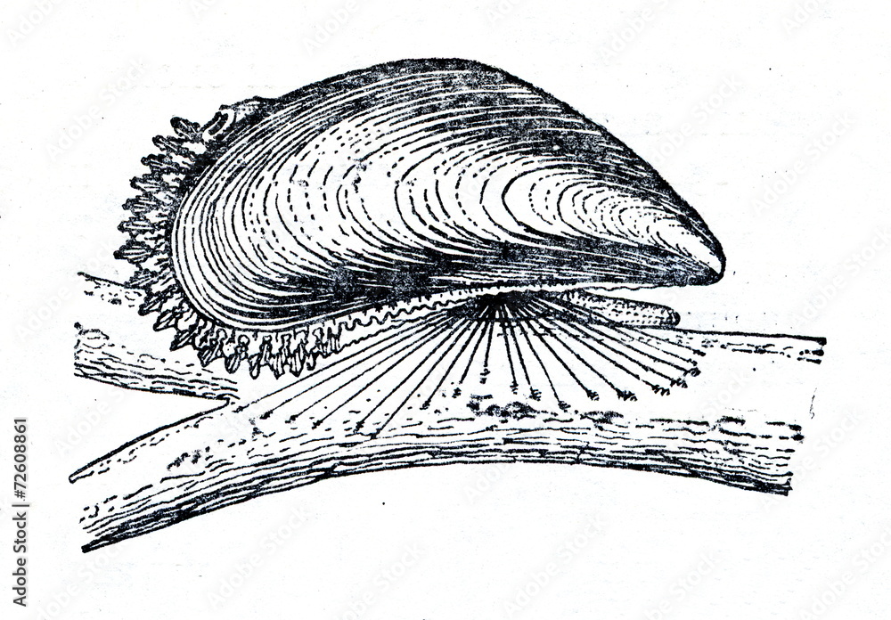 Blue mussel (Mytilus edulis)