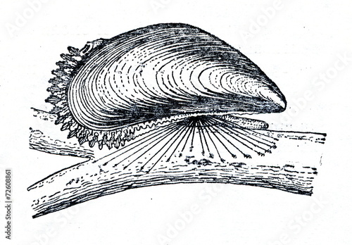 Obraz na płótnie Blue mussel (Mytilus edulis) w salonie