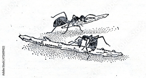 Ants carries twigs for building anthill