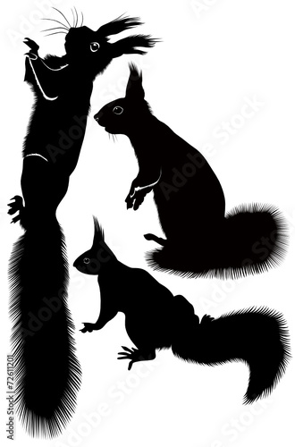 squirrel