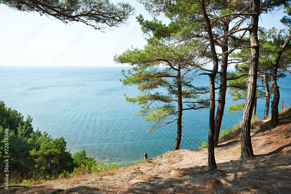 Trees pine on rocks over sea