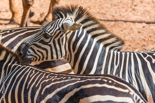 Fototapeta Naklejka Na Ścianę i Meble -  Zebra on the zoo.