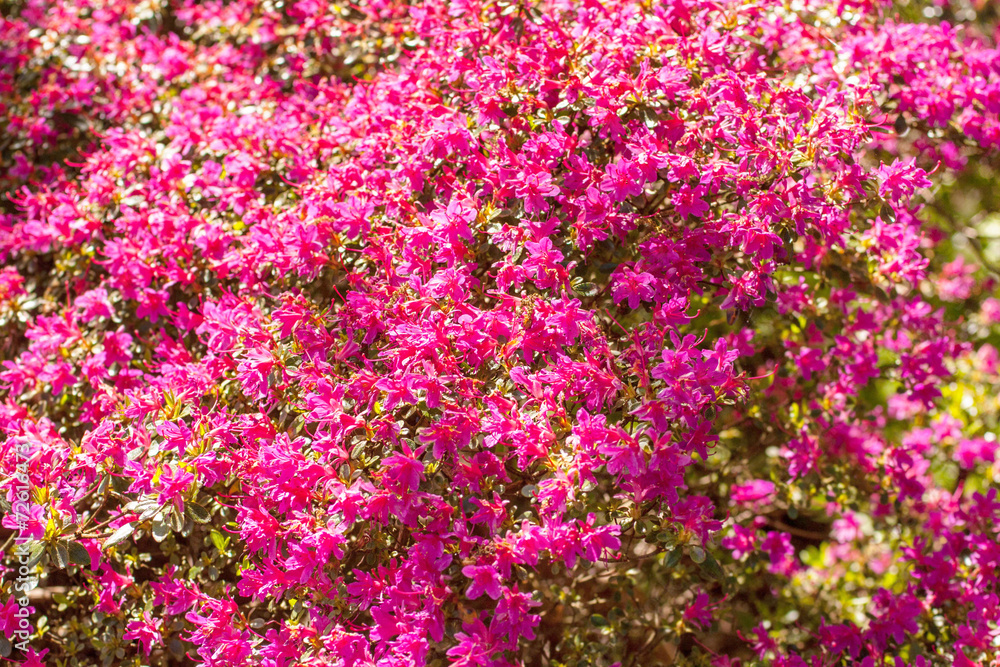 Pink azalea blossom