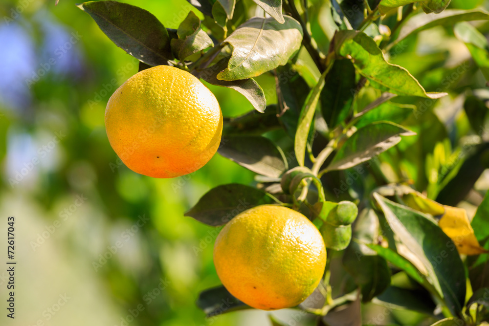 Pair of ripe mandarines on a tree