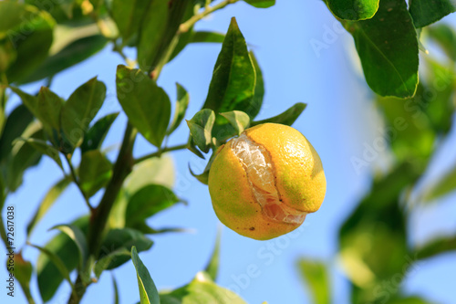 One ripe cracked mandarin on tree