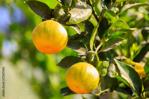 Pair of ripe mandarines on a tree
