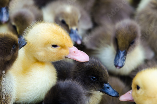 Gosling and ducklings for sale © yongkiet