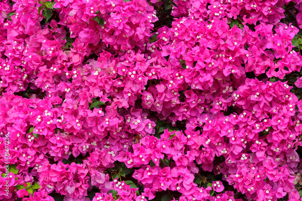 Bougainvillea Bougainvillea