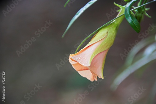 macro fleur rose photo