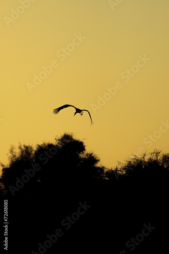 Silhouette of one stork who flying on sunrise