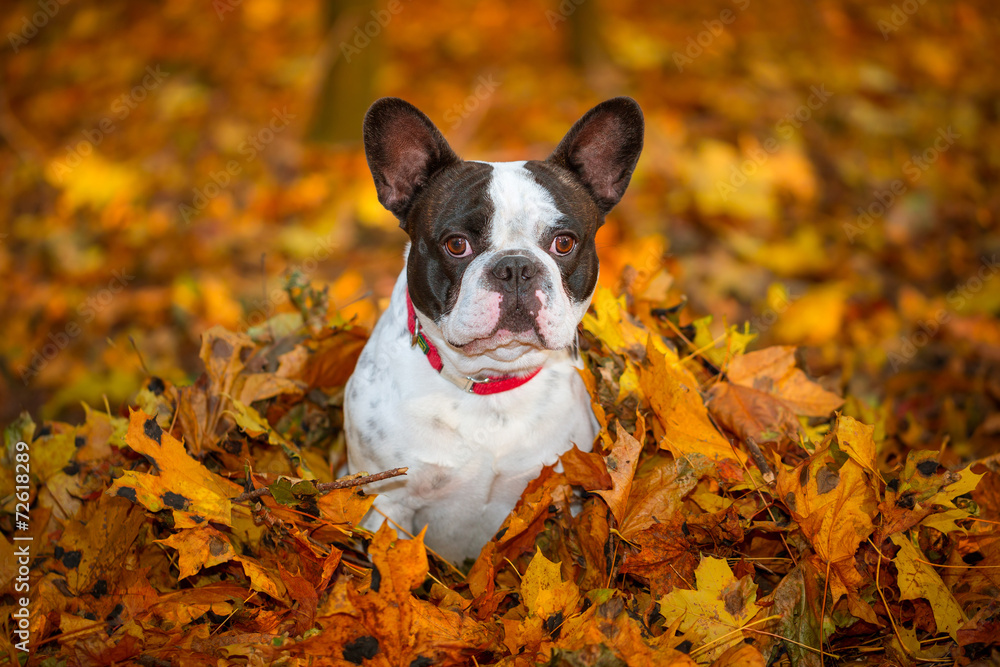 Portrait of french bulldog in autumnal scenery Portrait of french bulldog in autumnal scenery