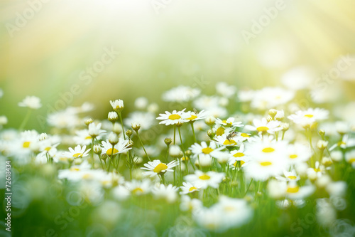 Fototapeta Naklejka Na Ścianę i Meble -  Soft focus on daisy flower