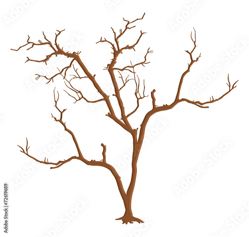 Dead Tree Branches Isolated