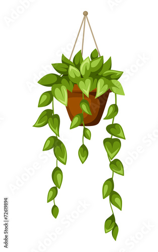 Green houseplant in a pot. Vector illustration.
