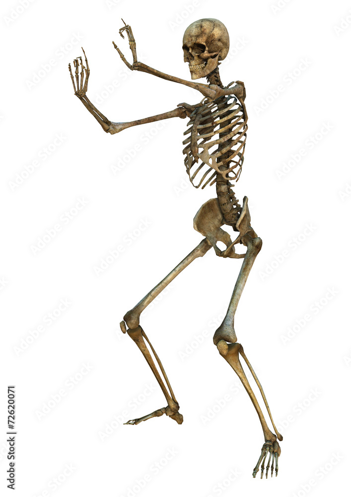 Human Skeleton Human Skeleton