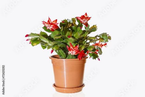 Blühender Weihnachtskaktus