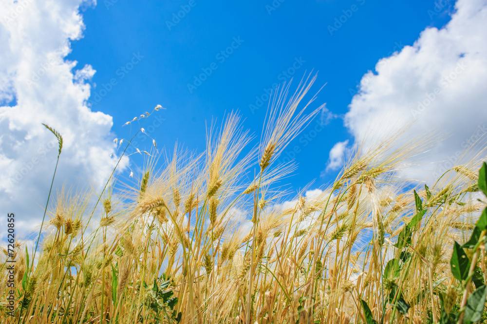 Obraz premium Wheat field and blue sky with clouds