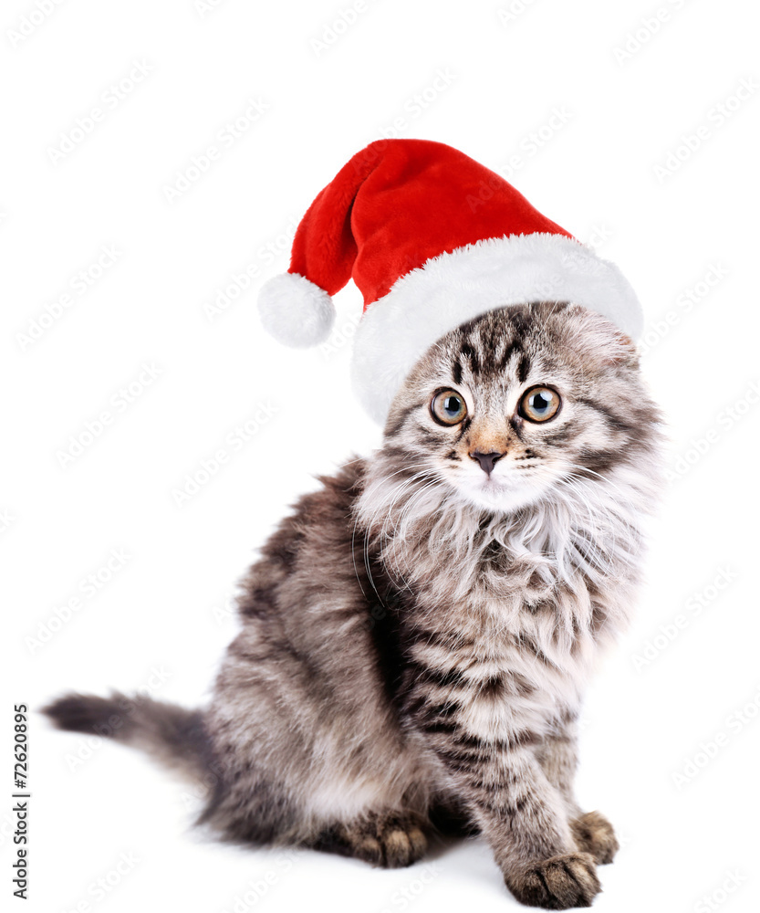 Beautiful kitten in Santa Claus hat isolated on white Beautiful kitten in Santa Claus hat isolated on white