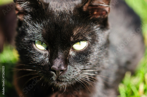 Fototapeta Naklejka Na Ścianę i Meble -  black cat on green grass