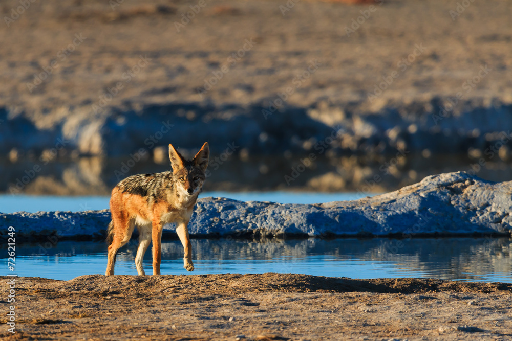 Fototapeta premium Black backed jackal leaving water hole