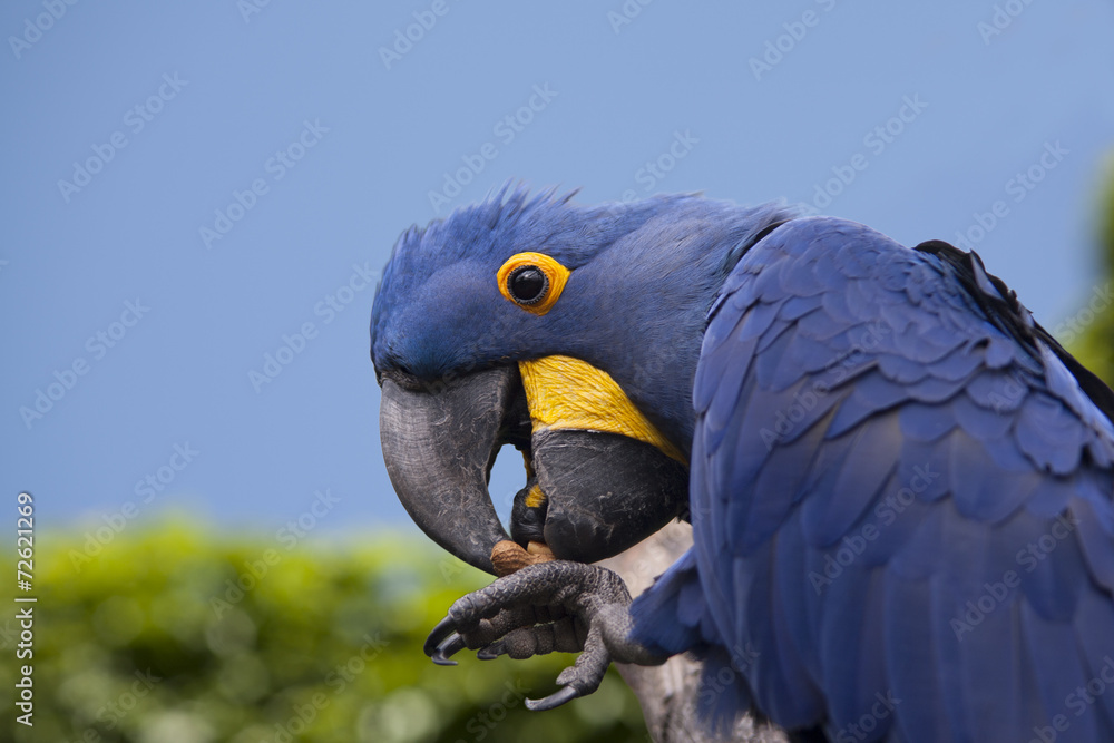 Obraz premium Blue parrot eating a peanut. Sky background.