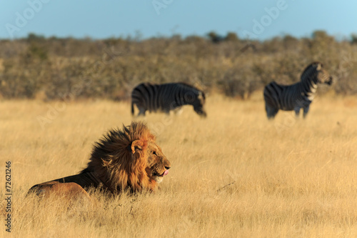 Konstfotografi Lion licking his mouth, zebras background have nog fear