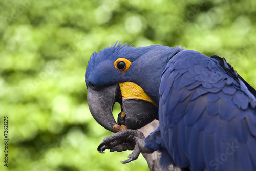 Blue parrot eating a peanut. nature background.