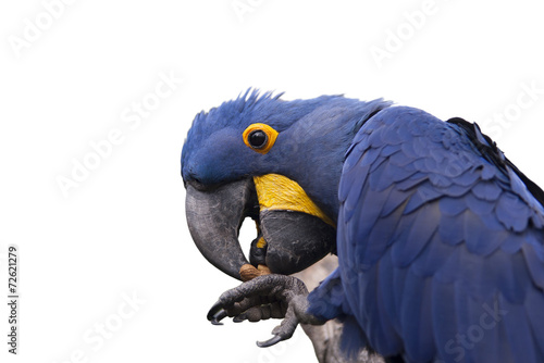 Blue parrot eating a peanut. white background. Isolated.
