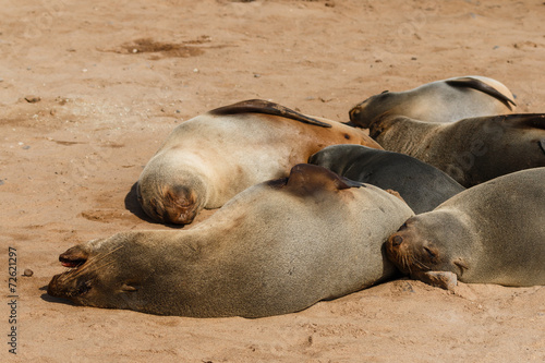 Cape fur seal group resting