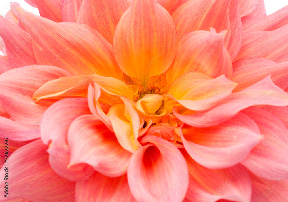 Obraz premium pink dahlia isolated