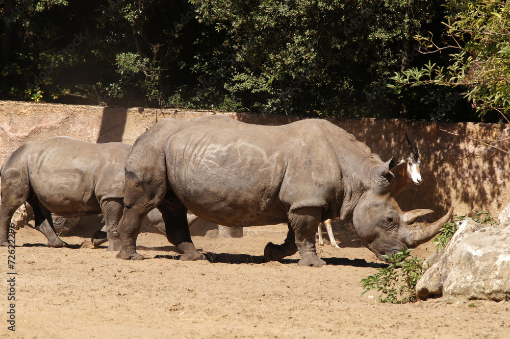 Fototapeta premium Rhinocéros blanc adulte et jeune