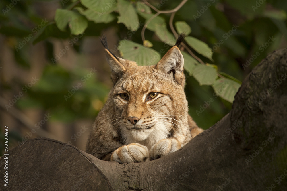Obraz premium Lynx in de boom