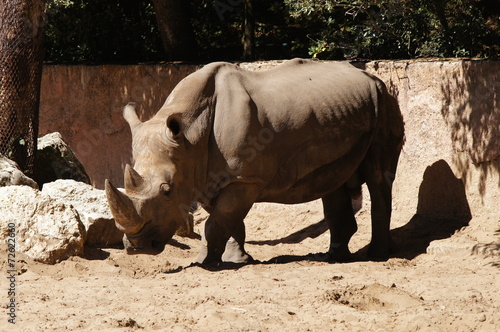 Rhinocéros blanc adulte