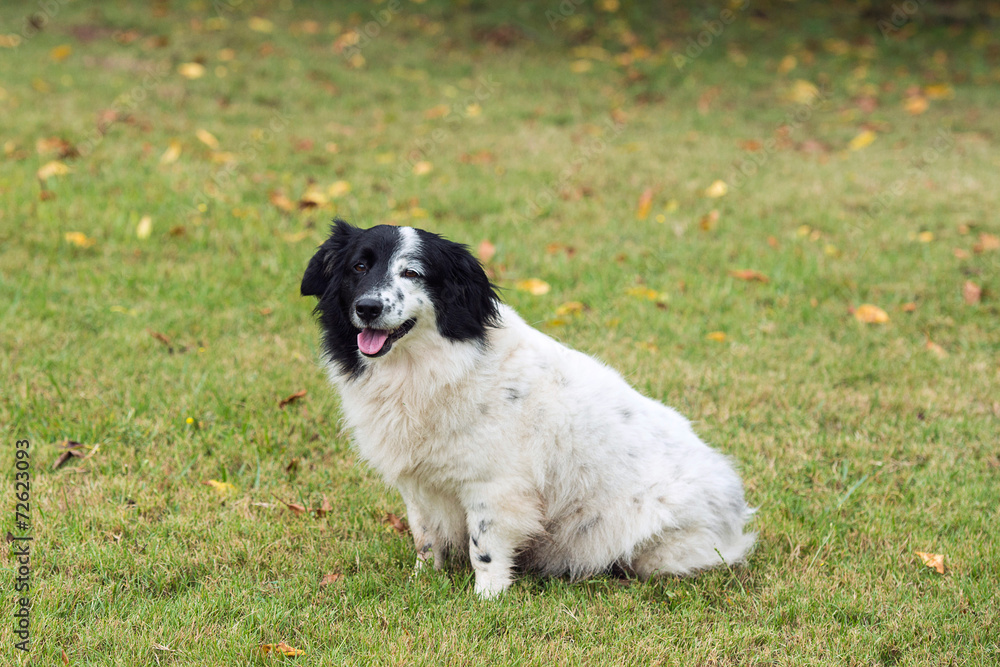 Short legged border collie or sheep dog