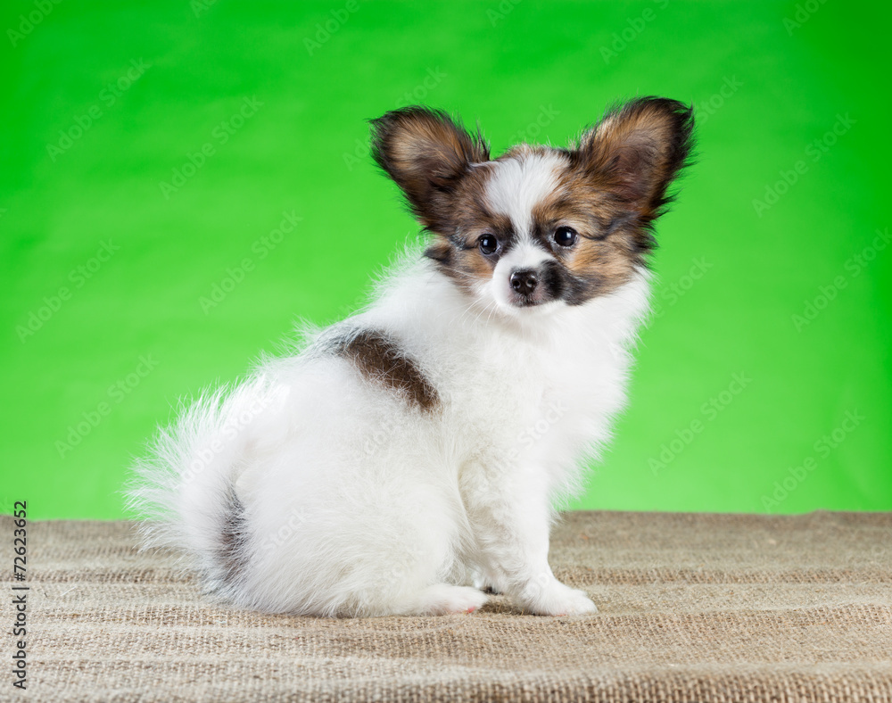 Portrait beautiful Papillon puppy Portrait beautiful Papillon puppy