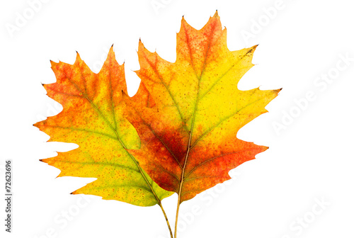 Autumn leaves decorative © ksena32