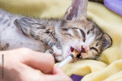 sick kitten