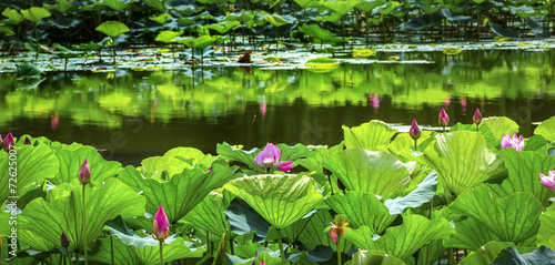 Pink Lotus Garden Reflection Summer Palace Beijing China