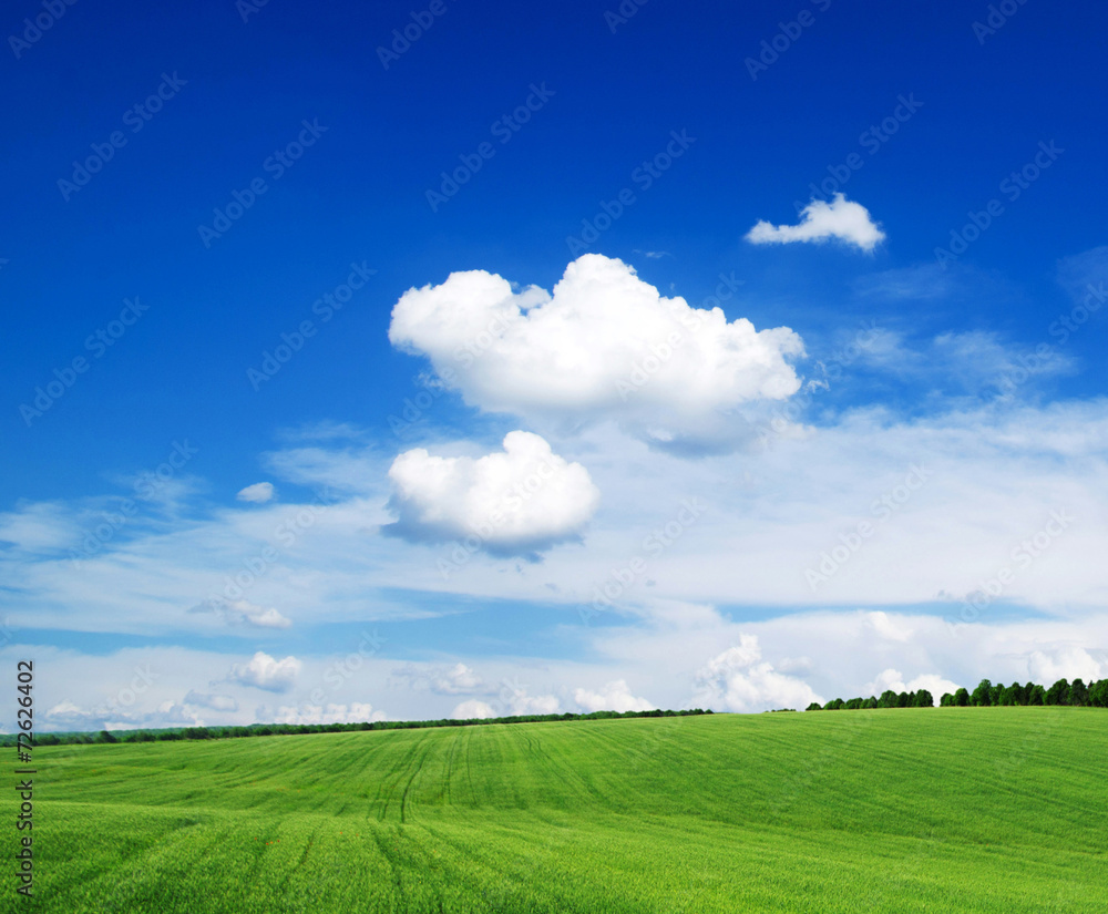 Fototapeta premium field