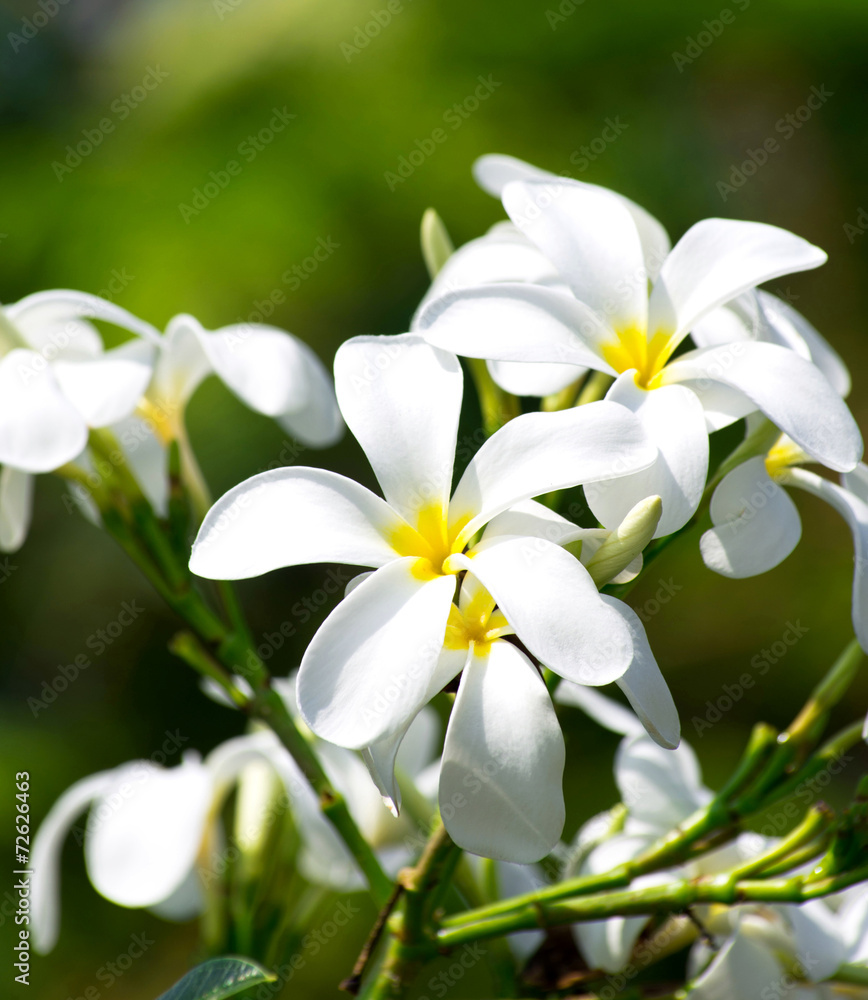 flowers flowers