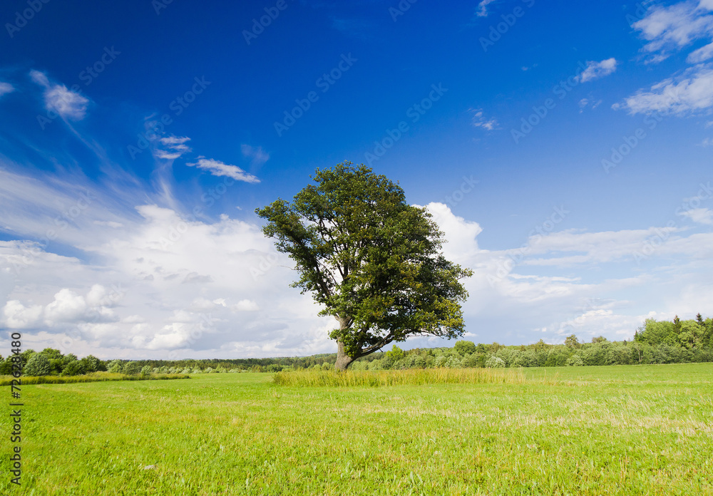 Obraz premium Plain Nature Grass Land