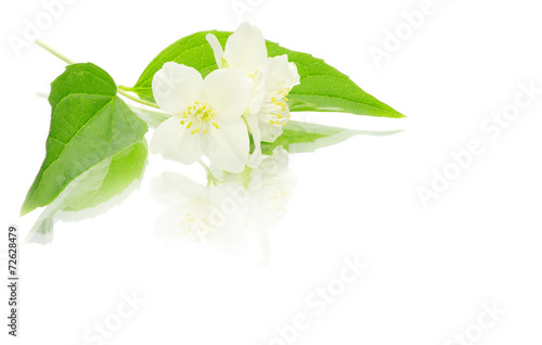jasmine on white