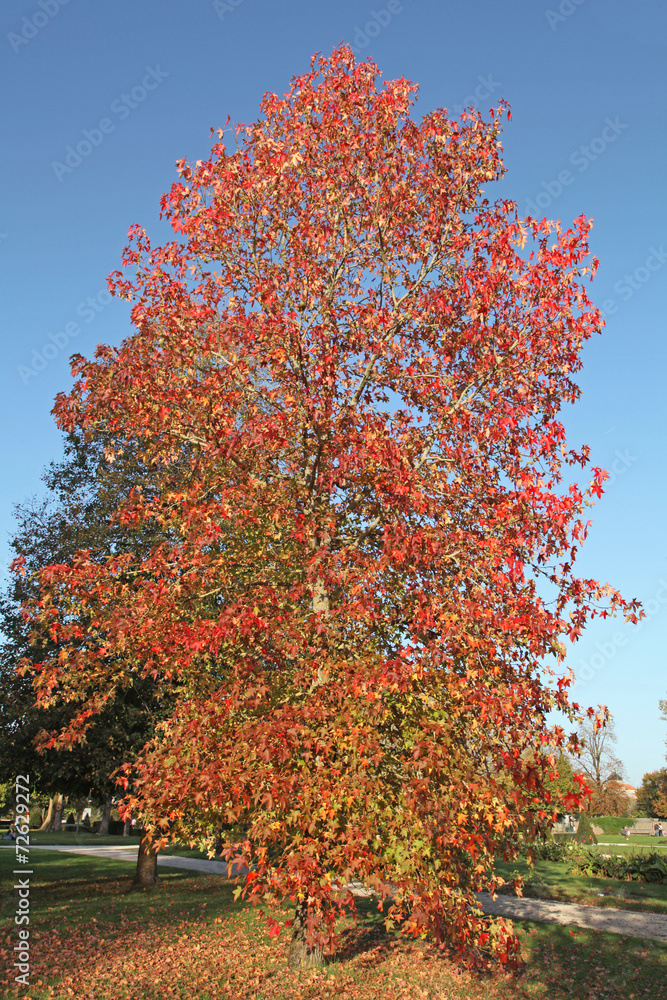 Naklejka premium liquidambar en automne