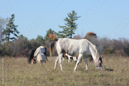 Horses in Field Grazing
