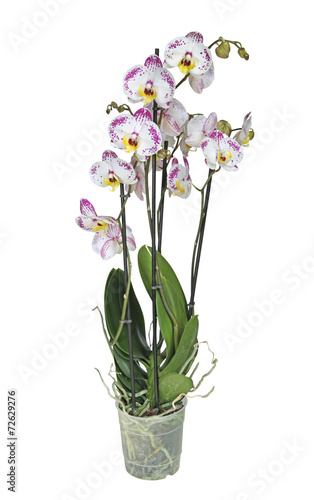 Fototapeta Naklejka Na Ścianę i Meble -  orchidée phalaenopsis 4 branches