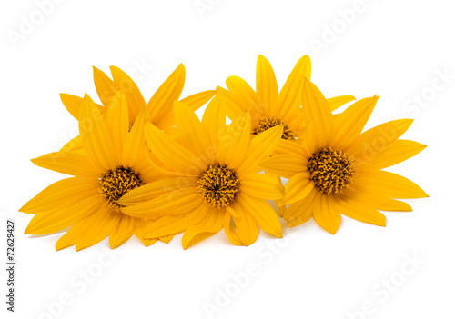 Fototapeta Naklejka Na Ścianę i Meble -  yellow flowers isolated