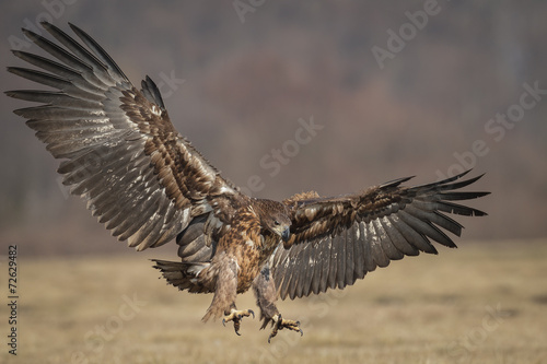 Eagle landing, wings spread